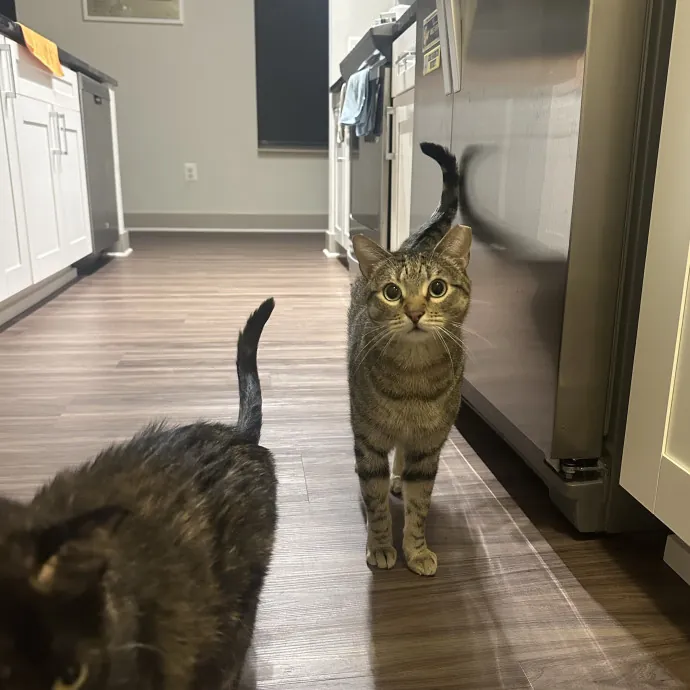 Professional Cat Cuddler