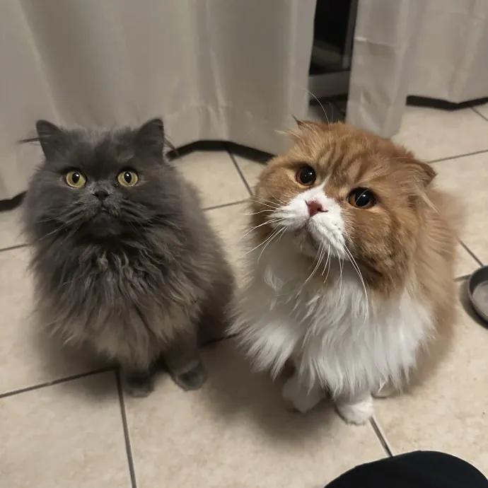 Professional Cat Cuddler