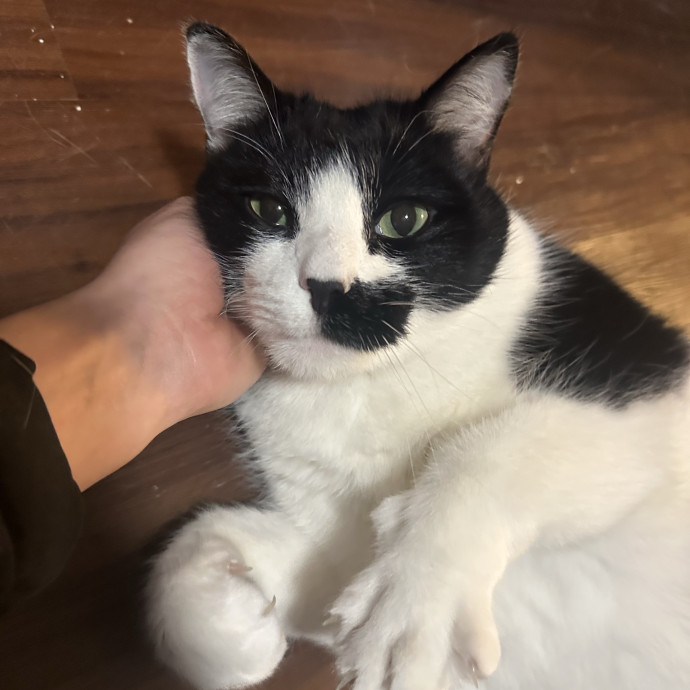 Professional Cat Cuddler