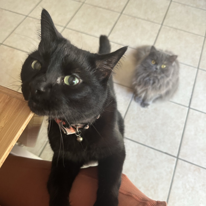Professional Cat Cuddler