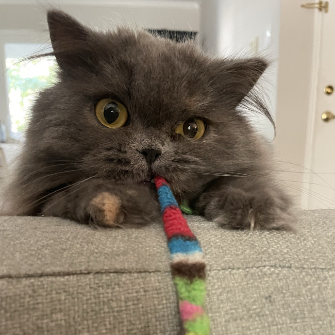 Professional Cat Cuddler