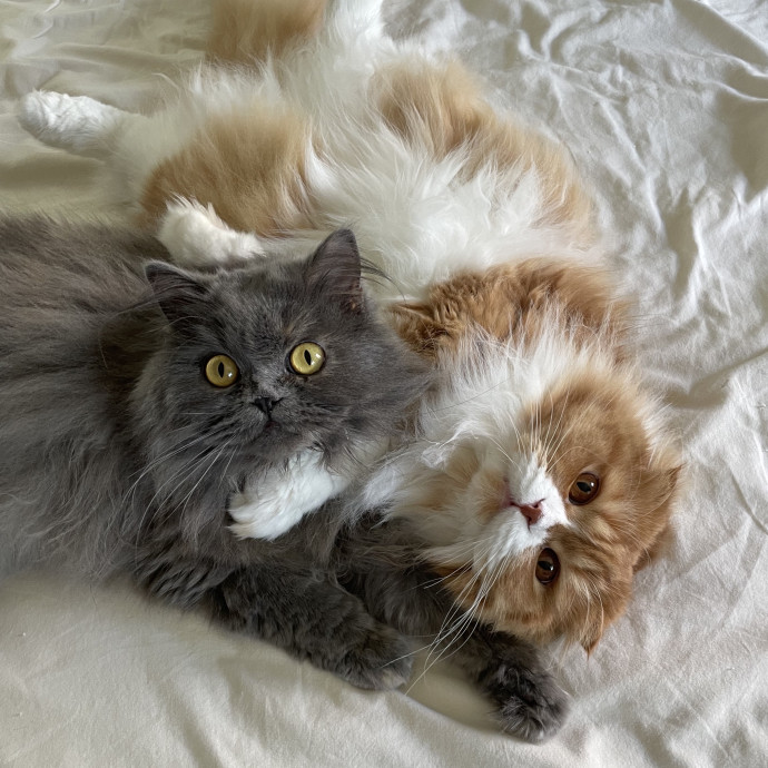 Professional Cat Cuddler