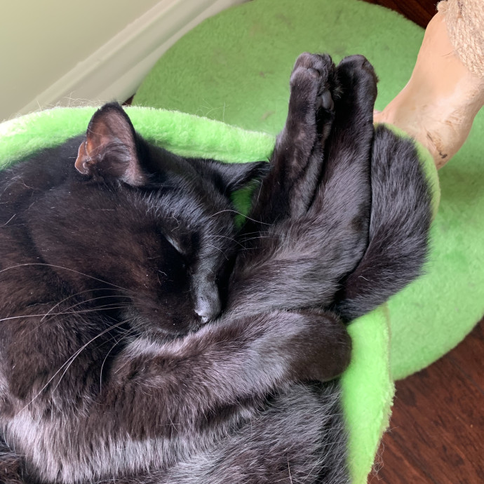 Professional Cat Cuddler