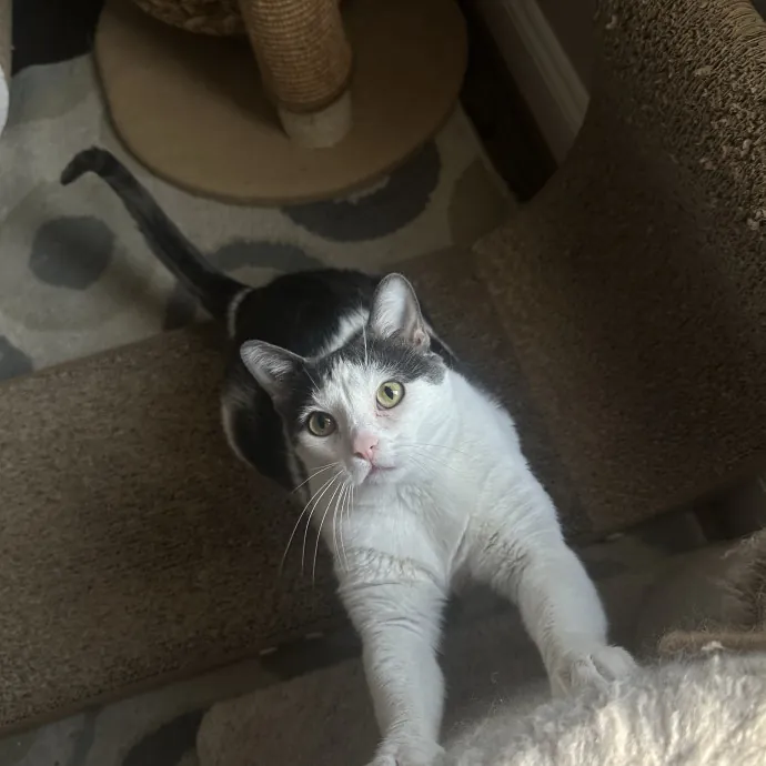 Professional Cat Cuddler