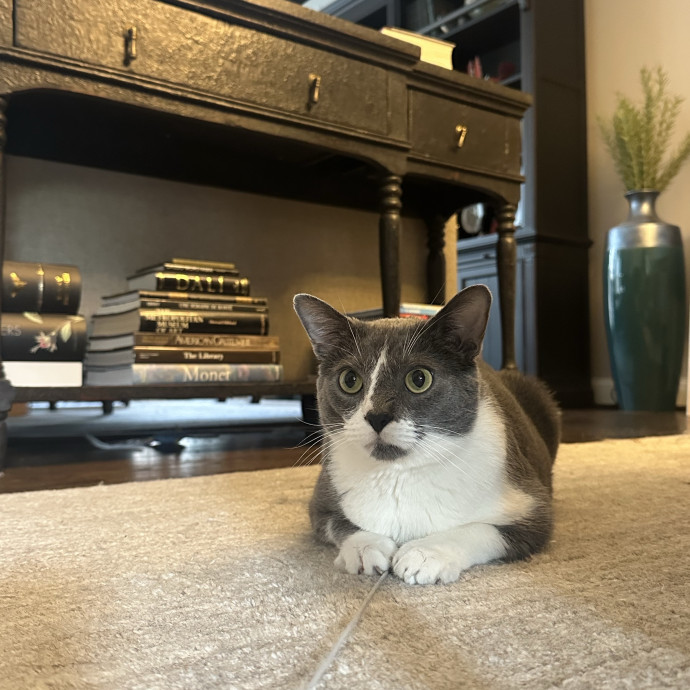 Professional Cat Cuddler