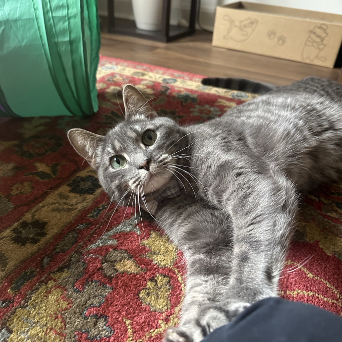 Professional Cat Cuddler