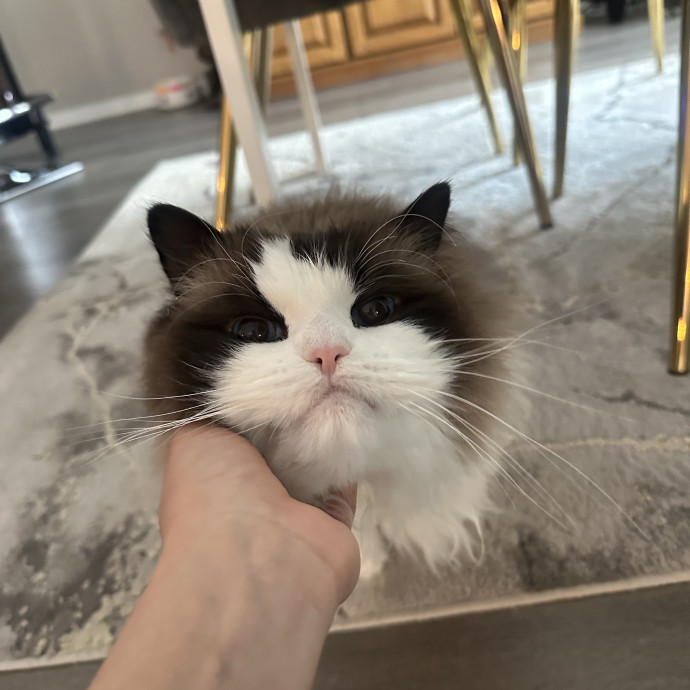 Professional Cat Cuddler