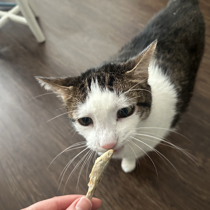 Professional Cat Cuddler