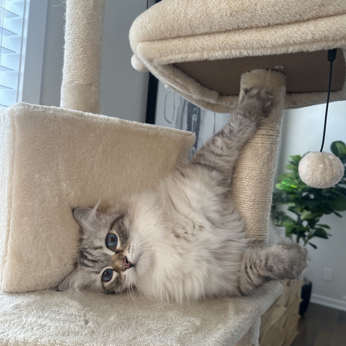 Professional Cat Cuddler
