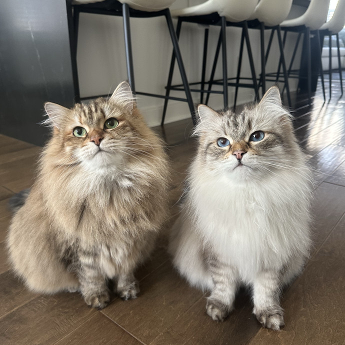 Professional Cat Cuddler photo 2