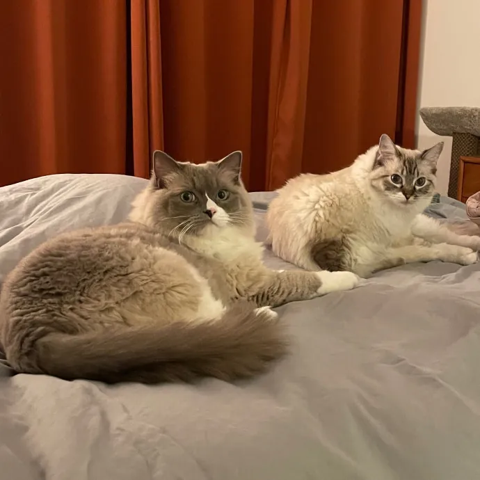 Libby's Kitty City