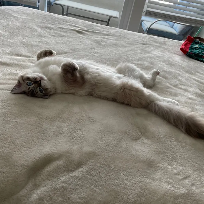 Libby's Kitty City