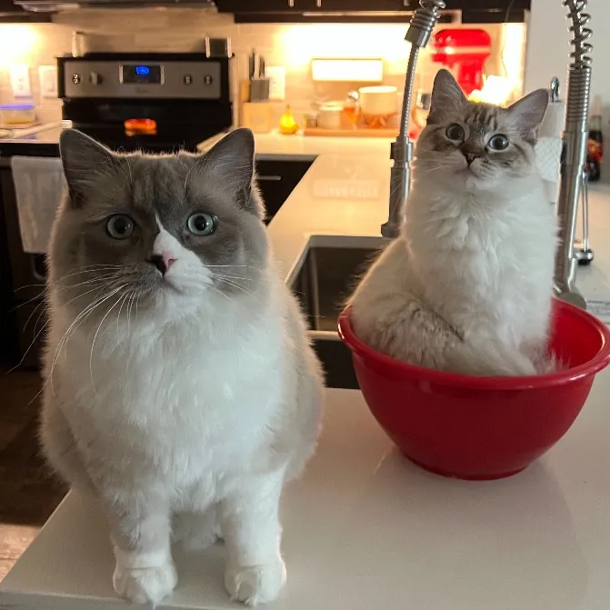 Libby's Kitty City