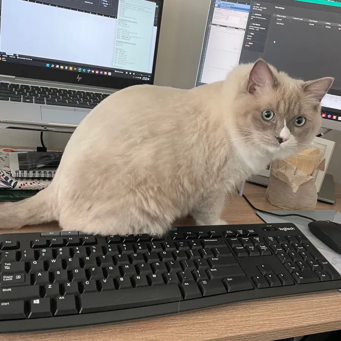 Libby's Kitty City