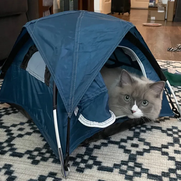 Libby's Kitty City