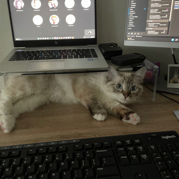 Libby's Kitty City photo 3