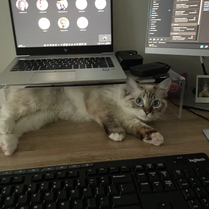 Libby's Kitty City photo 3