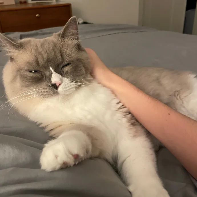 Libby's Kitty City photo 2