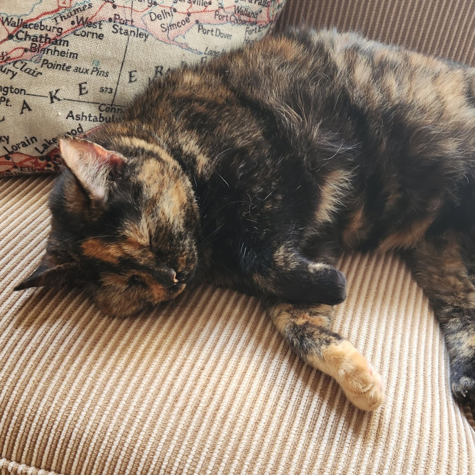 Athena's Whisker Watch photo 3