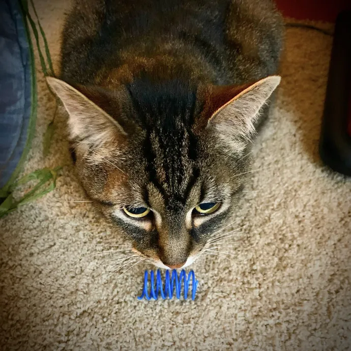 Sandy's Curated Cat Care