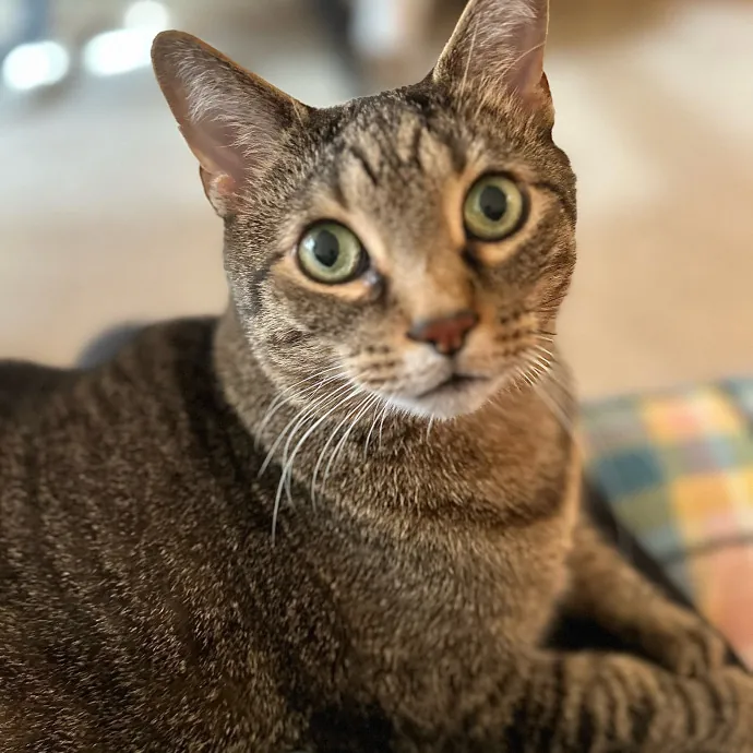 Sandy's Curated Cat Care