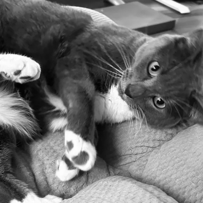 Sandy's Curated Cat Care