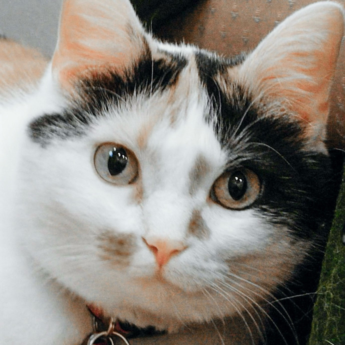 Sandy's Curated Cat Care