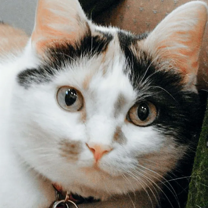 Sandy's Curated Cat Care photo 4