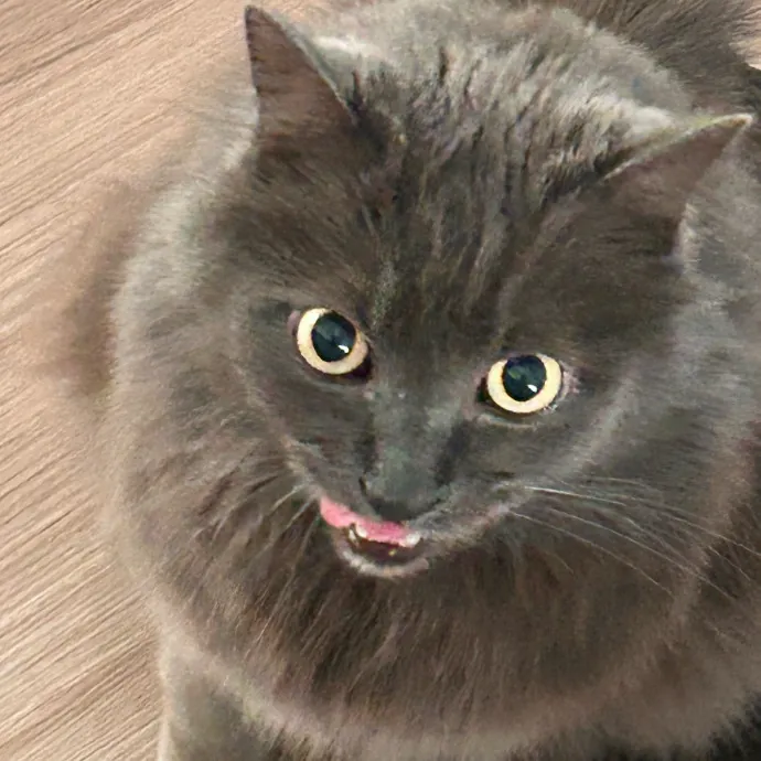 Sandy's Curated Cat Care photo 3