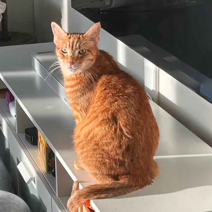 Sandy's Curated Cat Care photo 2