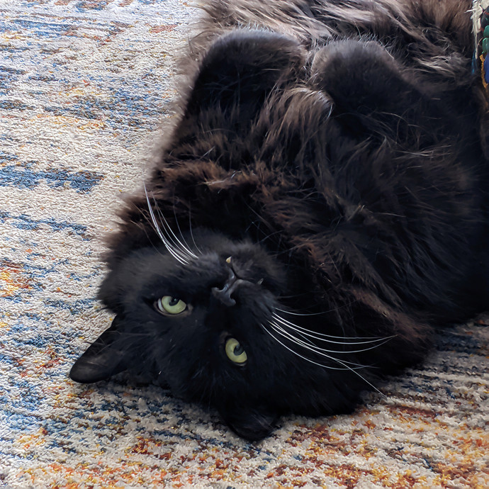 Emily Salt Lake City's Cat Companion