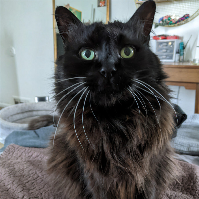 Emily Salt Lake City's Cat Companion photo 3