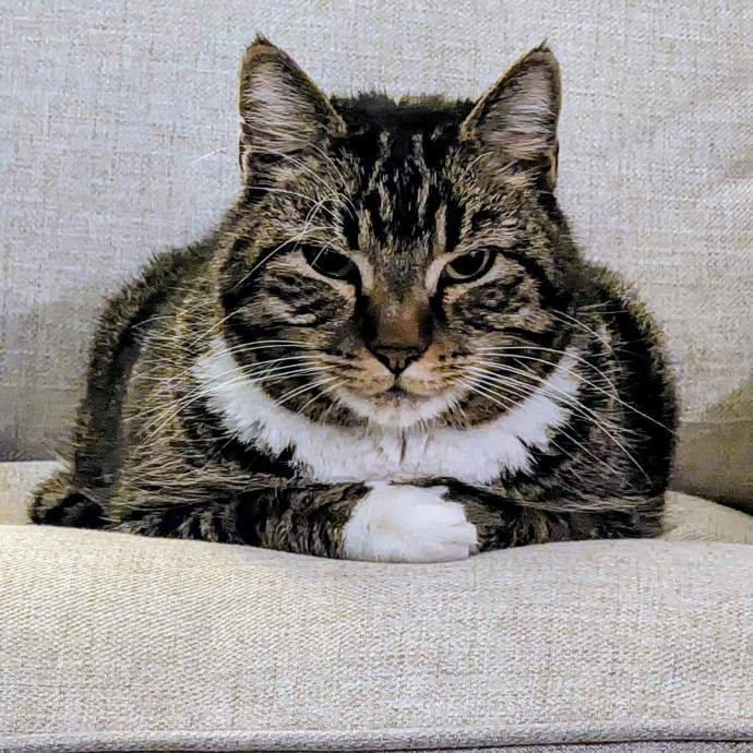 Cat Mamma For Hire