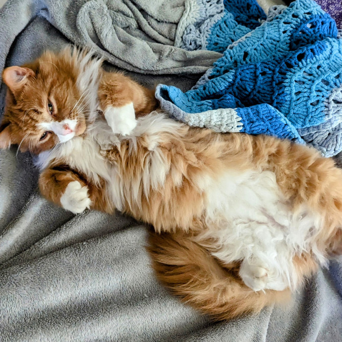 Cat Mamma For Hire
