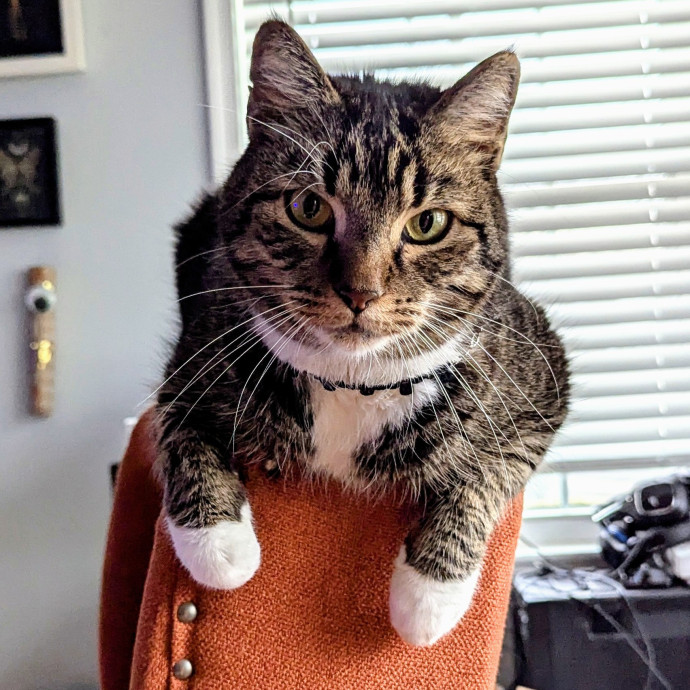 Cat Mamma For Hire