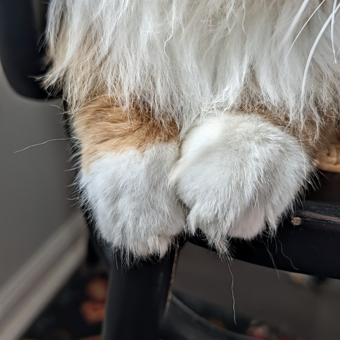 Cat Mamma For Hire