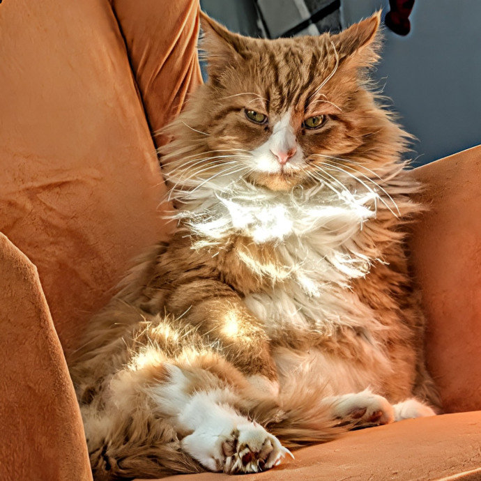 Cat Mamma For Hire