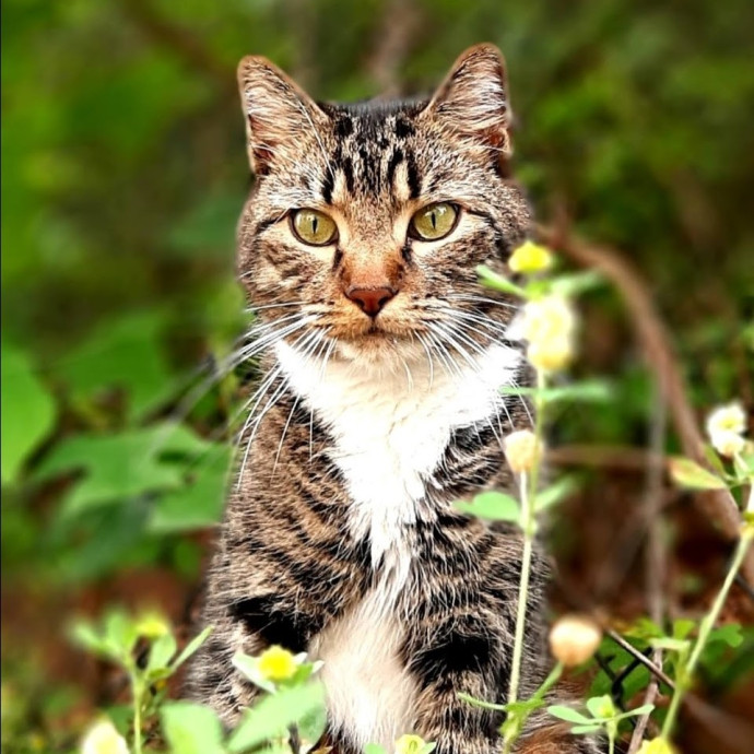 Cat Mamma For Hire photo 3