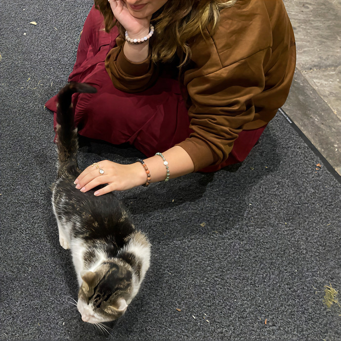 Maggie The Cat Whisperer Services