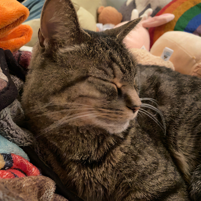 Maggie The Cat Whisperer Services photo 3