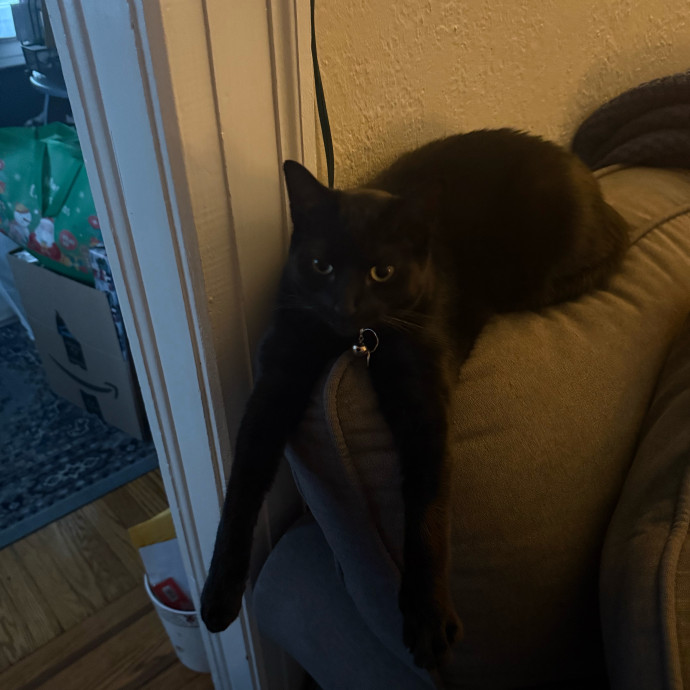 Maggie The Cat Whisperer Services photo 2