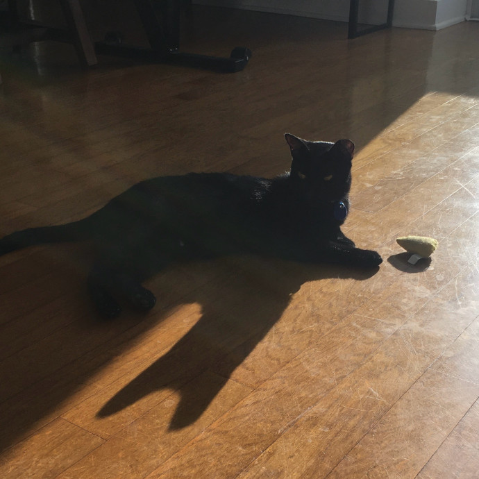Kitties Are Earth Angels