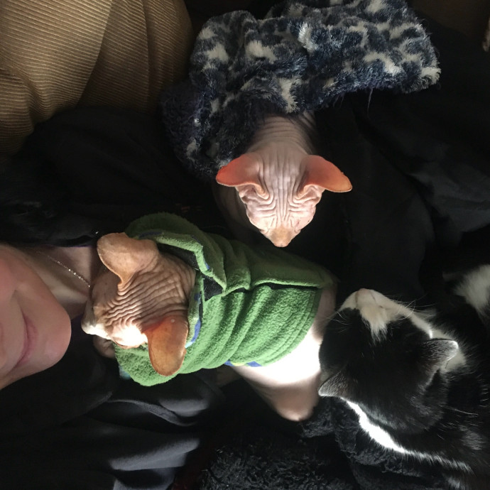 Kitties Are Earth Angels