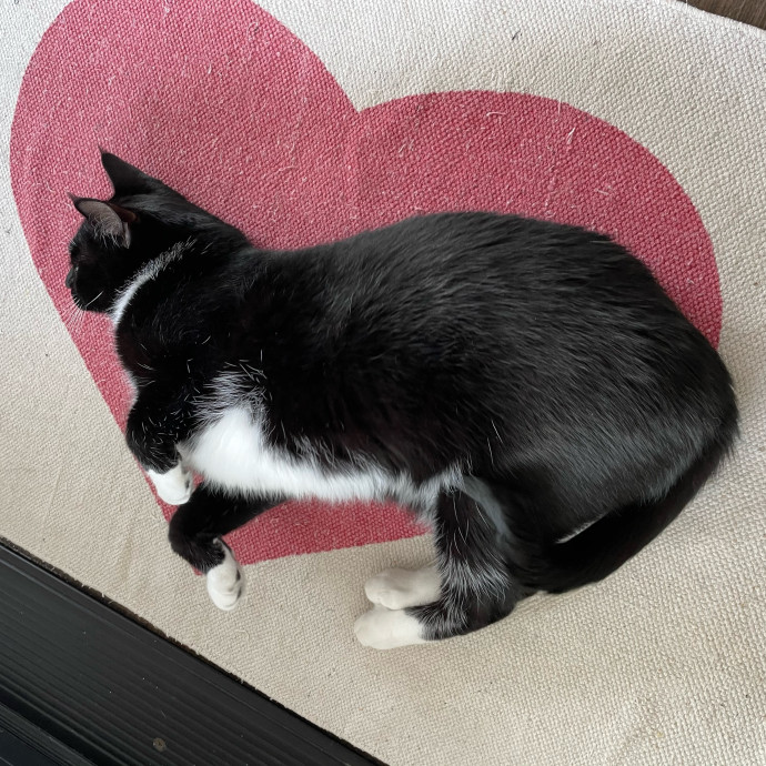 Kitties Are Earth Angels