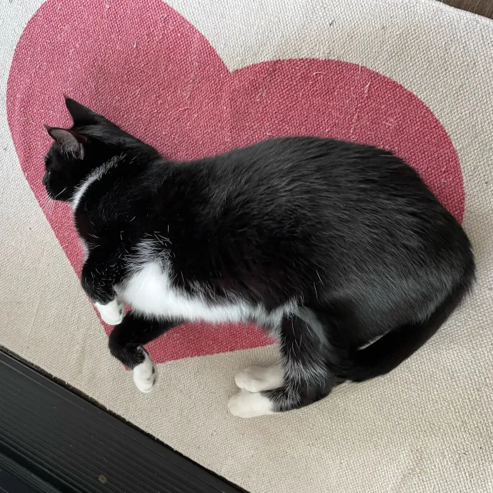Kitties Are Earth Angels