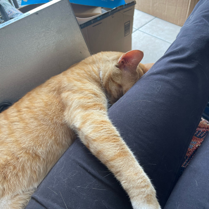 Kitties Are Earth Angels