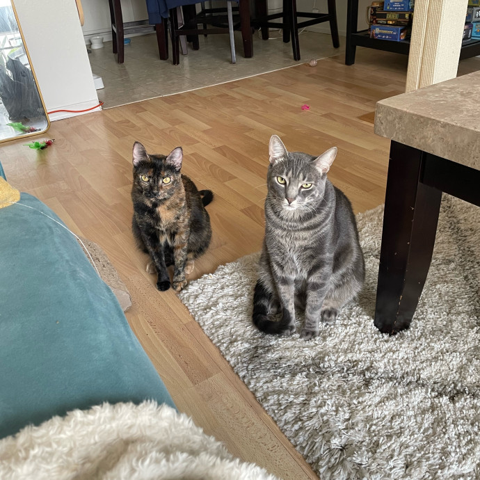 Kitties Are Earth Angels