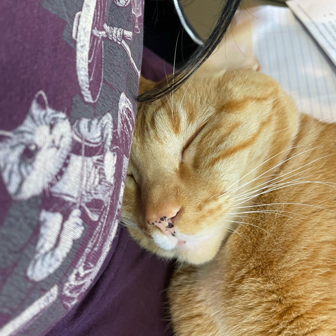 Kitties Are Earth Angels