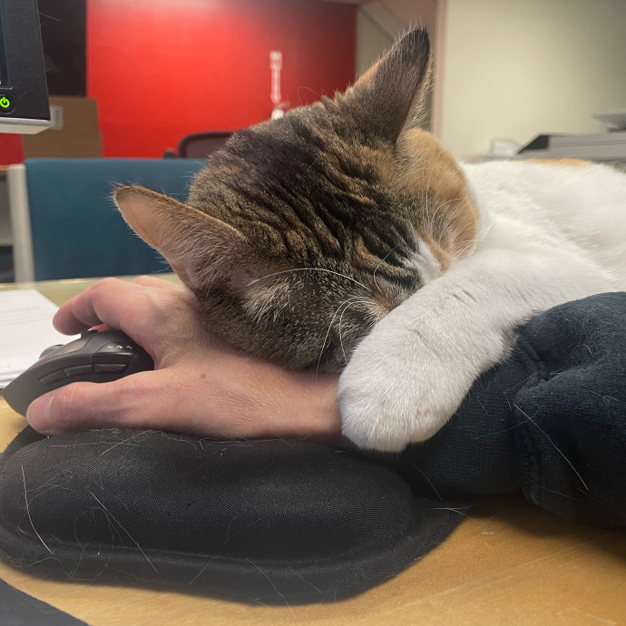 Kitties Are Earth Angels