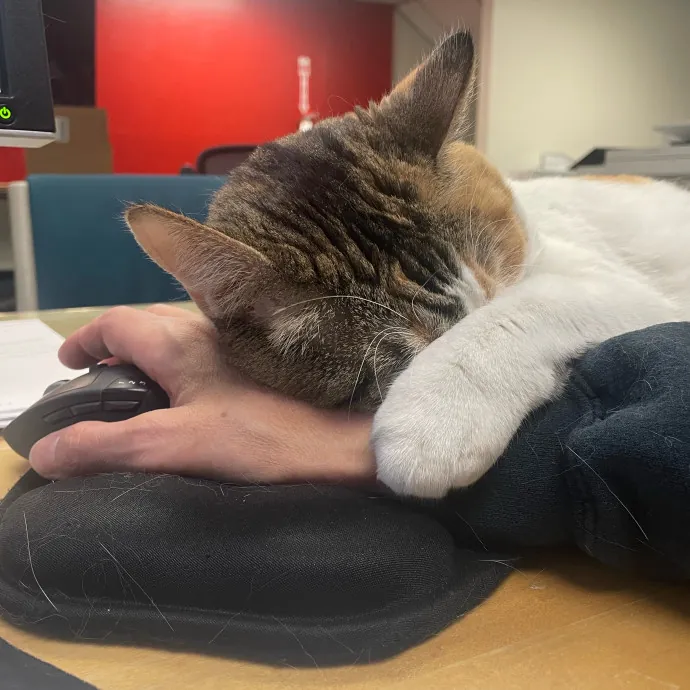 Kitties Are Earth Angels